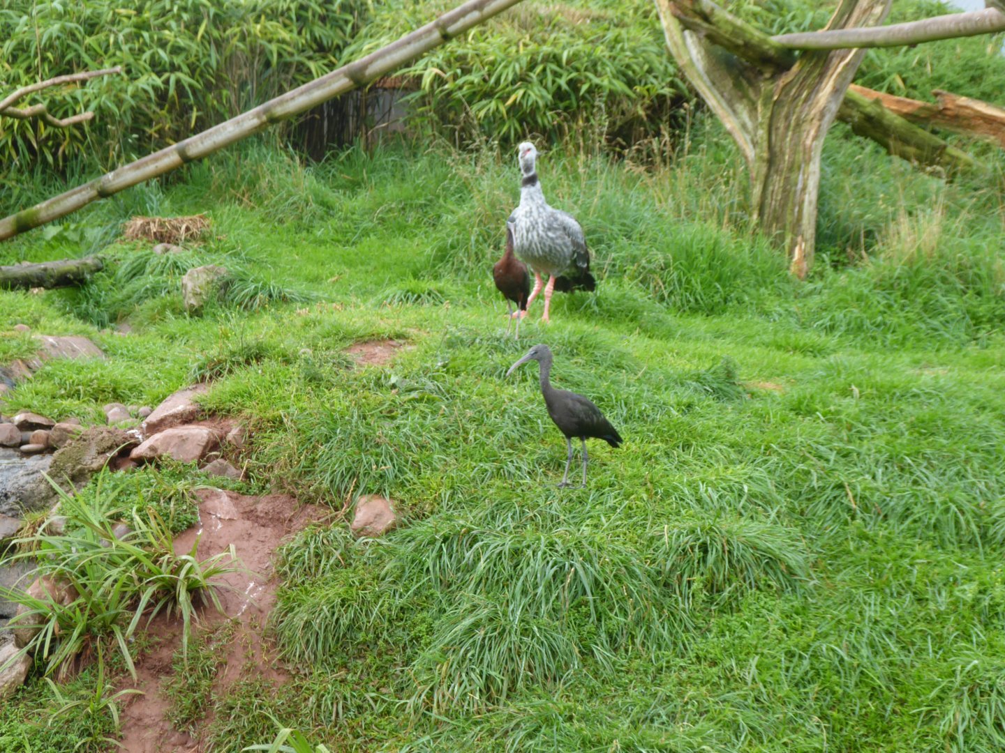 Southern screamer and Glossy ibises 020817
