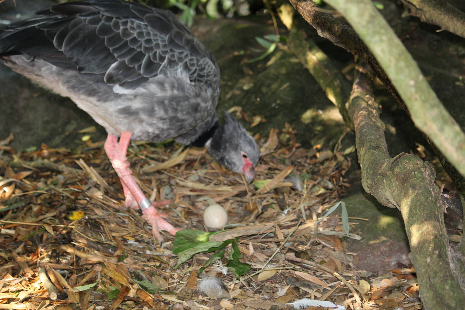 Southern Screamer and her egg