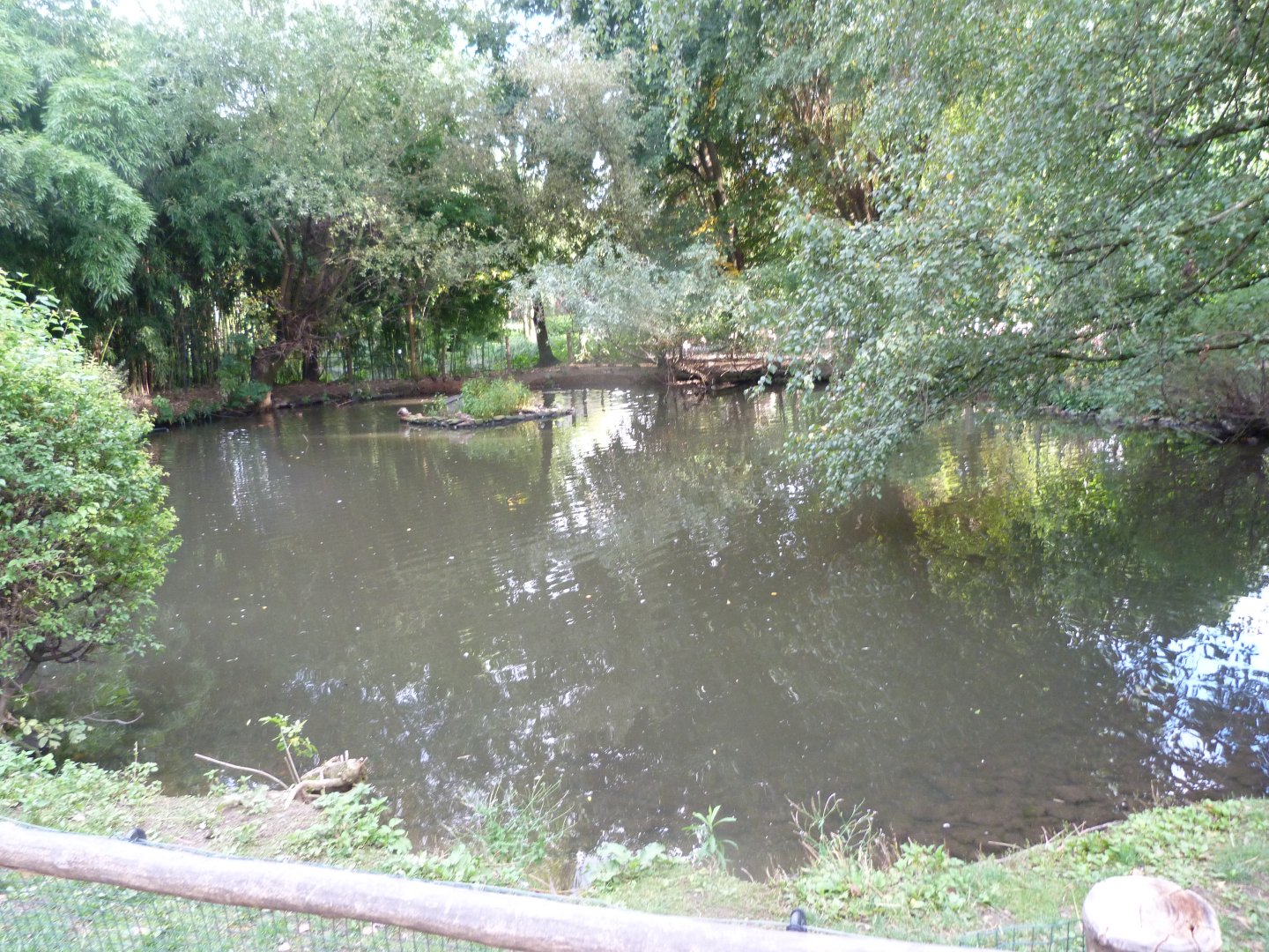 Southern screamer and waterfowl exhibit -Zoo Praha (2025)