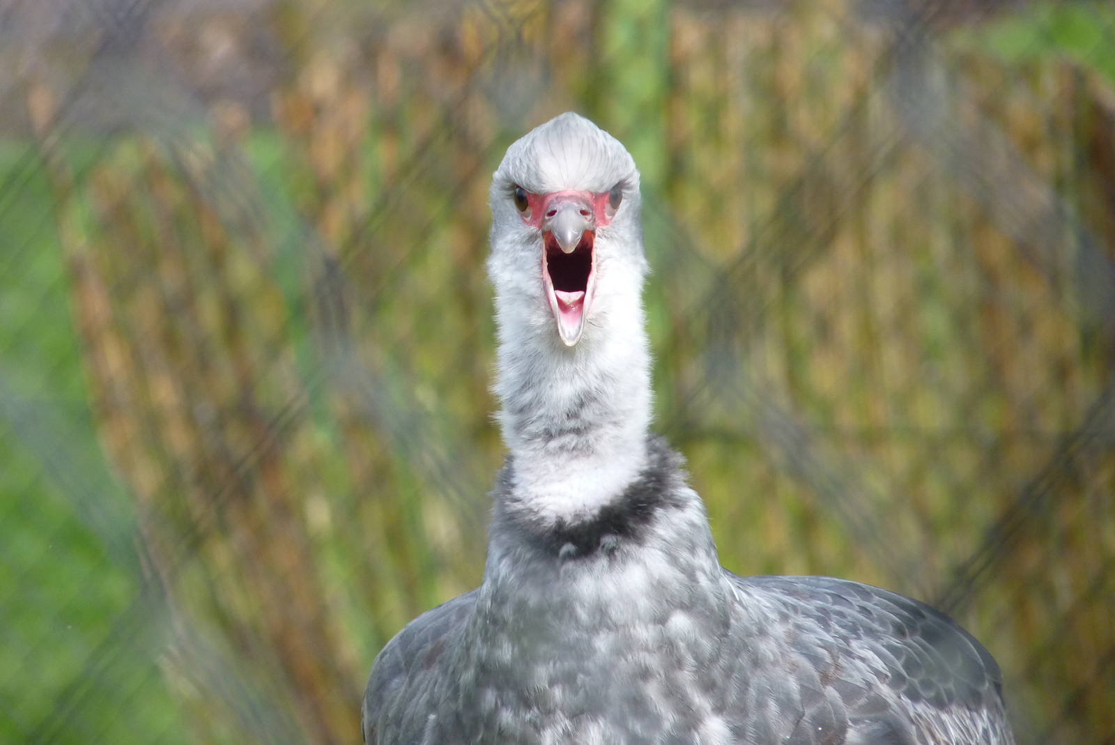 Southern Screamer, April 2016