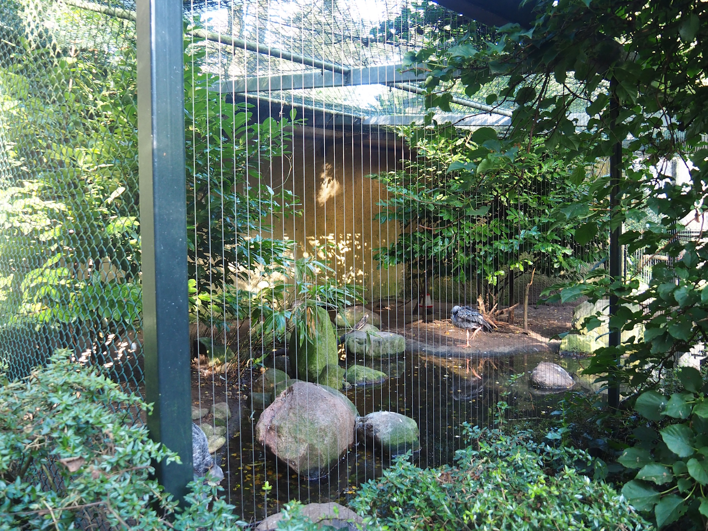 Southern screamer aviary, 2023-09-24