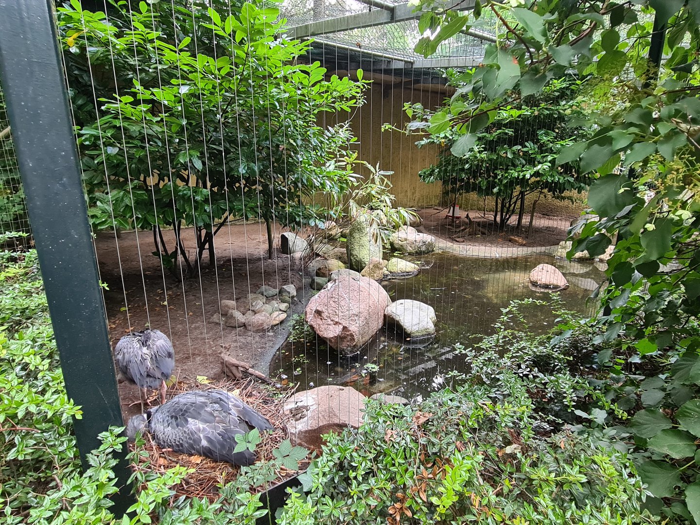 Southern screamer aviary