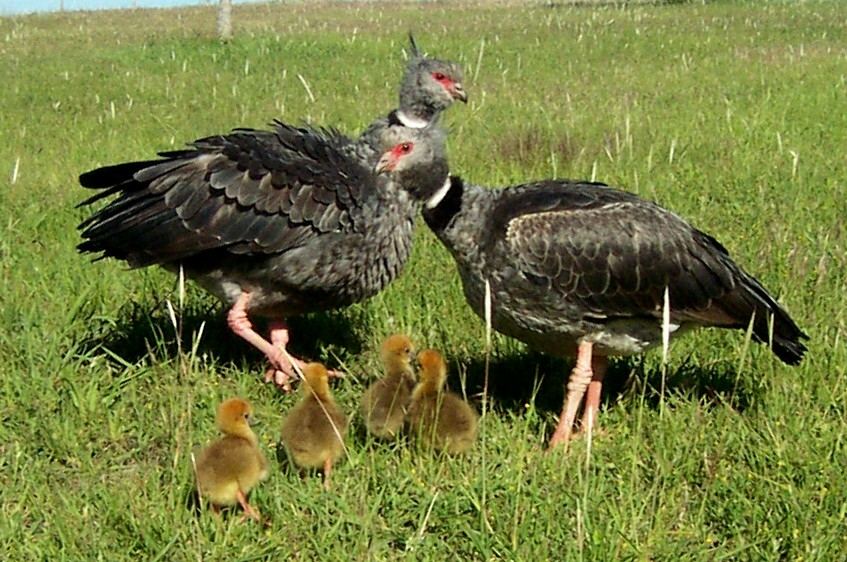 Southern Screamer - Bioparque M'Bopicuá (Uruguay)