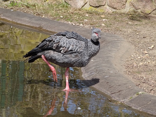 Southern screamer (Chauna torquata) (04/22)