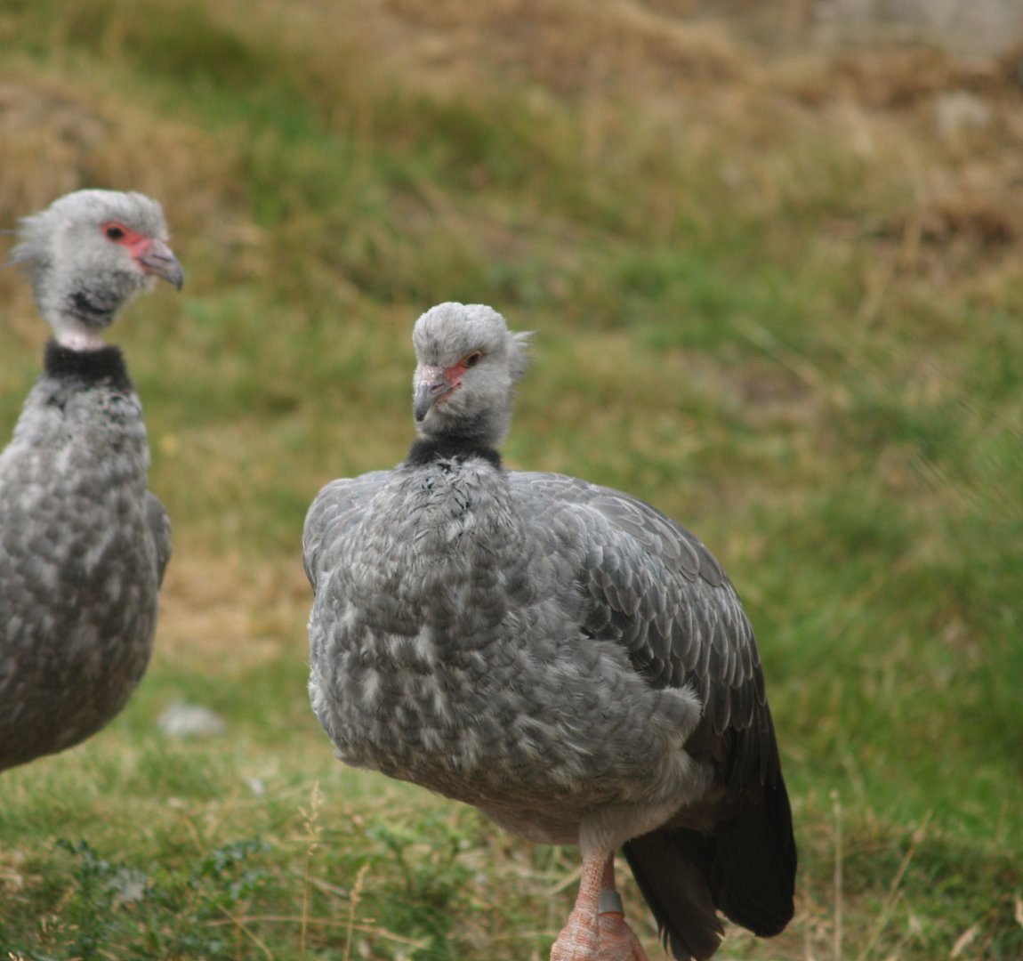 Southern screamer (Chauna torquata), 2006-07-08