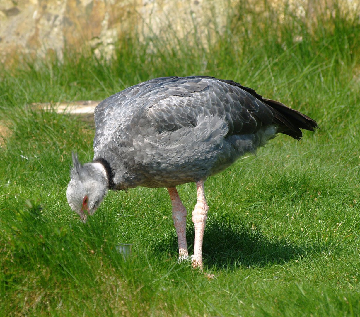 Southern screamer (Chauna torquata), 2009-04-19
