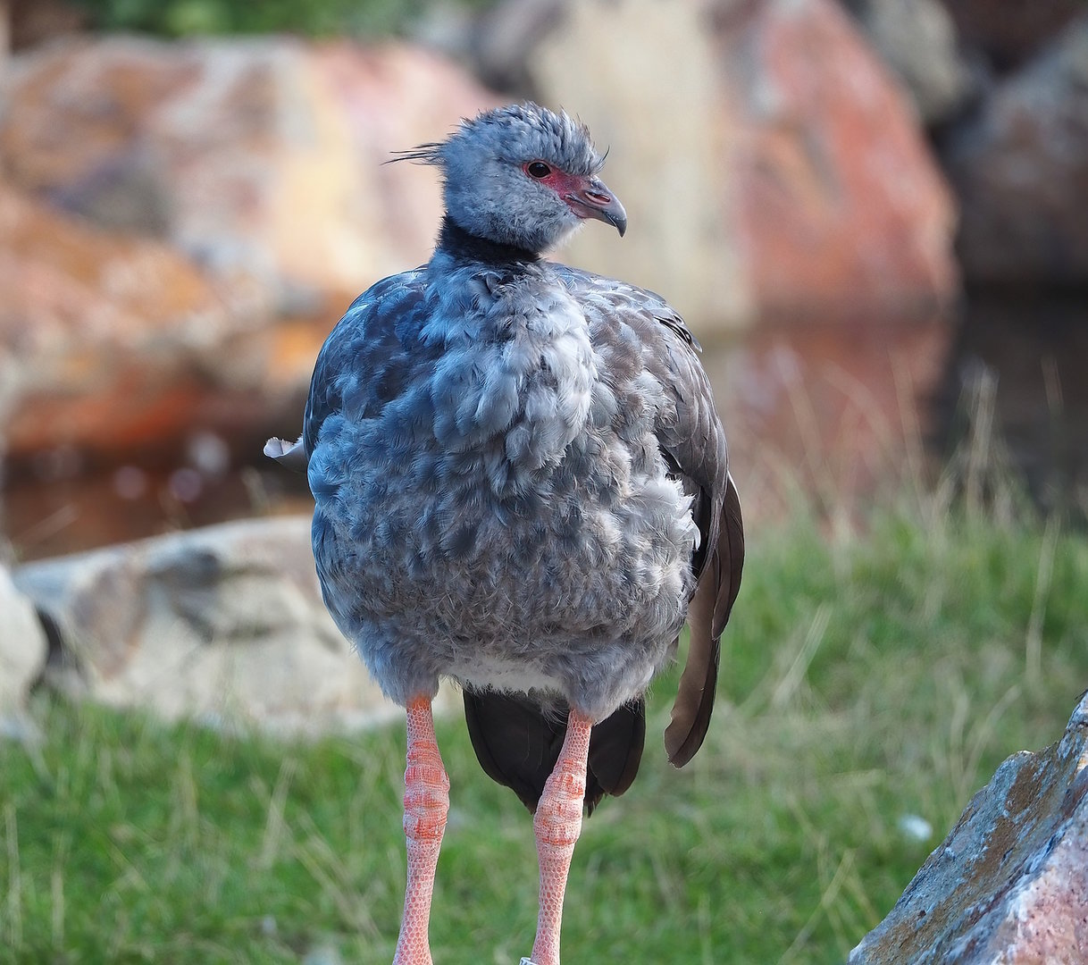Southern screamer (Chauna torquata), 2022-08-28