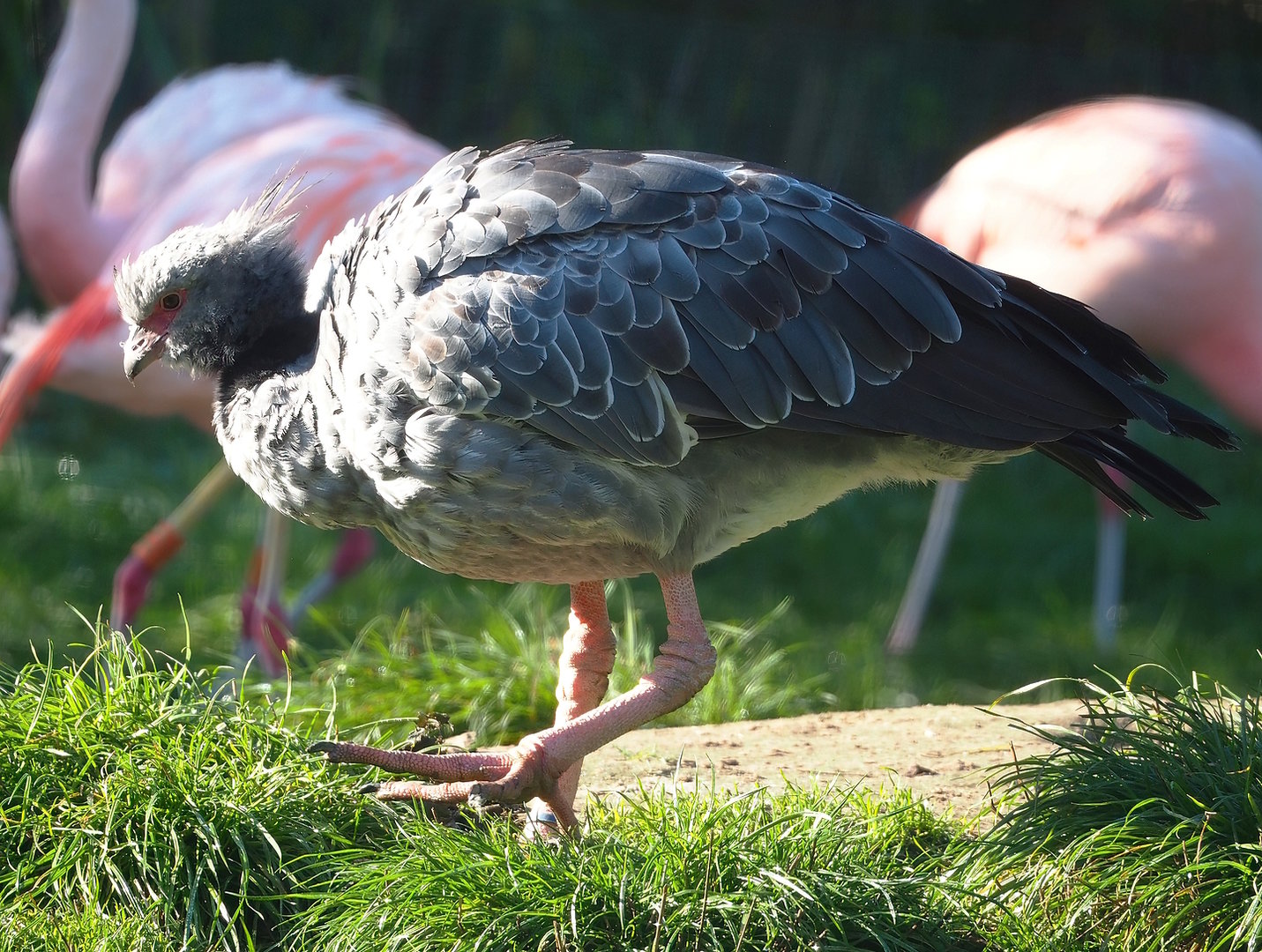 Southern screamer (Chauna torquata), 2022-10-09