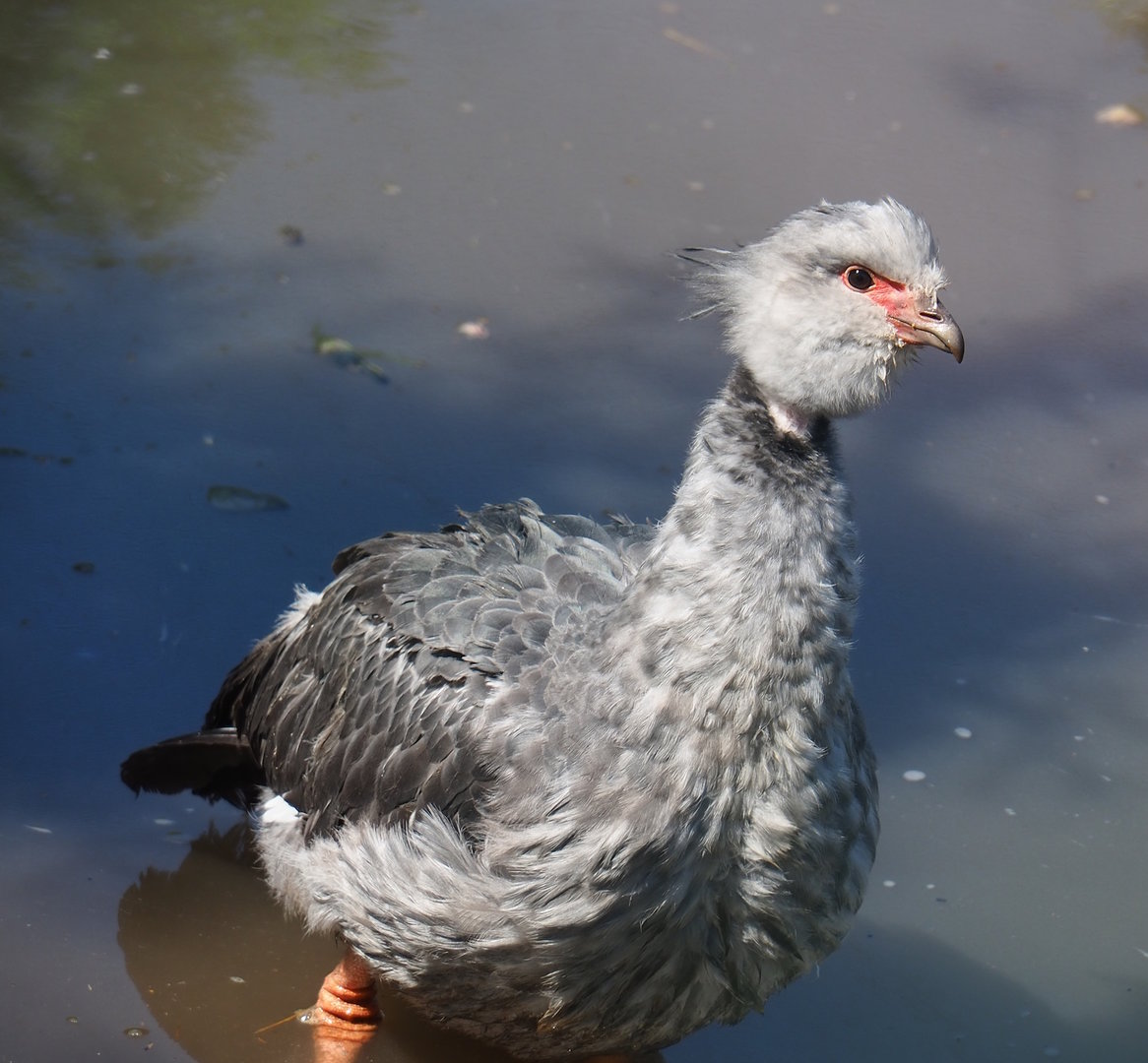Southern screamer (Chauna torquata), 2023-05-19