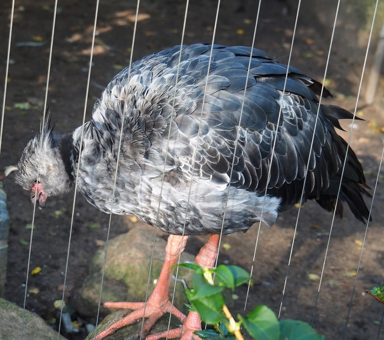 Southern screamer (Chauna torquata), 2023-09-24