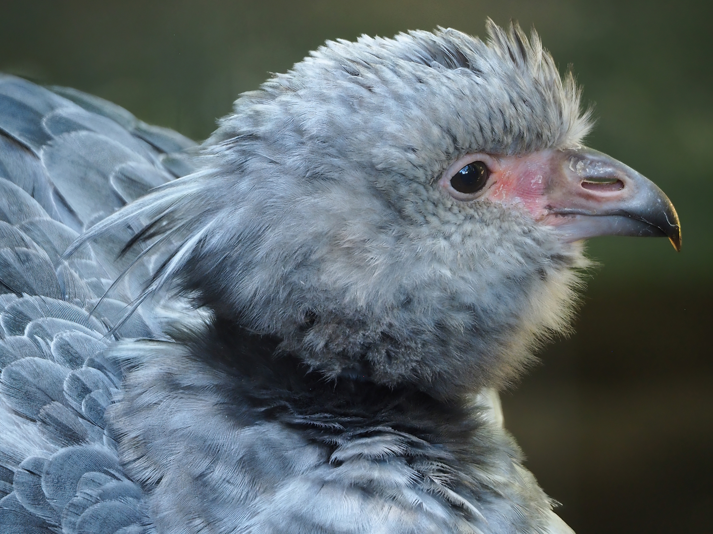 Southern screamer (Chauna torquata), 2023-09-24