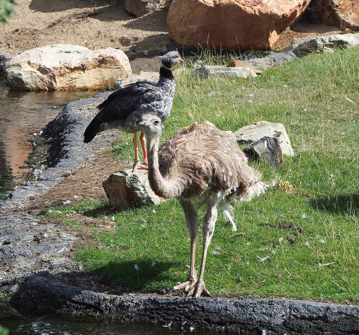 Southern screamer (Chauna torquata) and Darwin's rhea (Rhea pennata), 2022-08-28