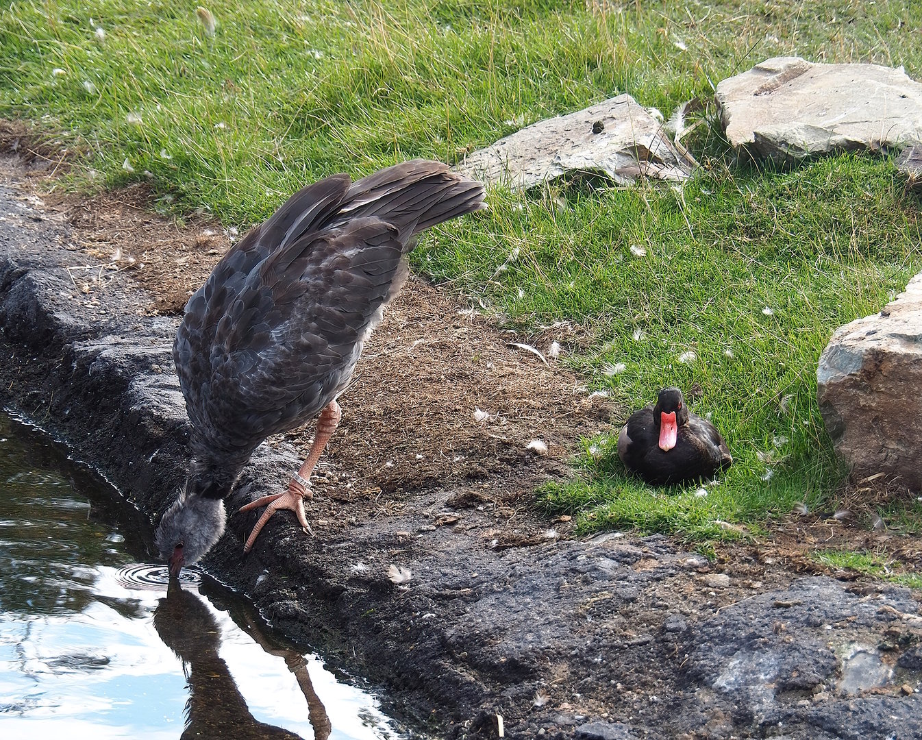 Southern screamer (Chauna torquata) and Rosy-billed pochard (Netta peposaca), 2022-08-28