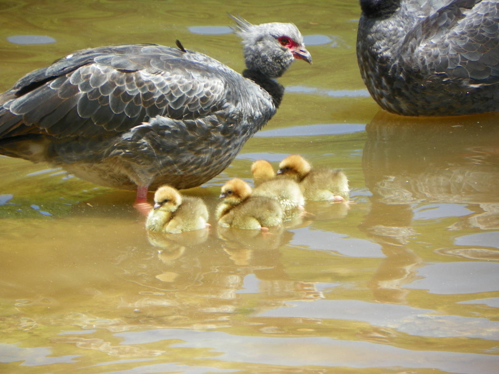 Southern Screamer  (Chauna torquata)