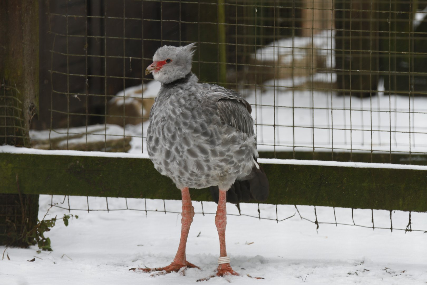 Southern screamer (Chauna torquata)