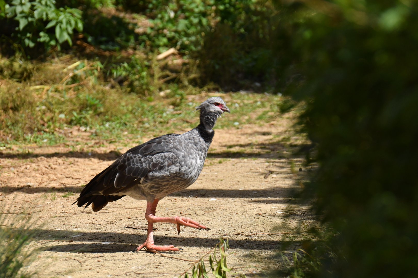 Southern Screamer (Chauna torquata)