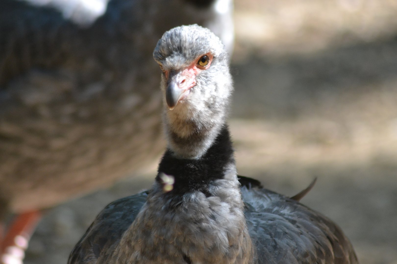 Southern screamer - Chauna torquata