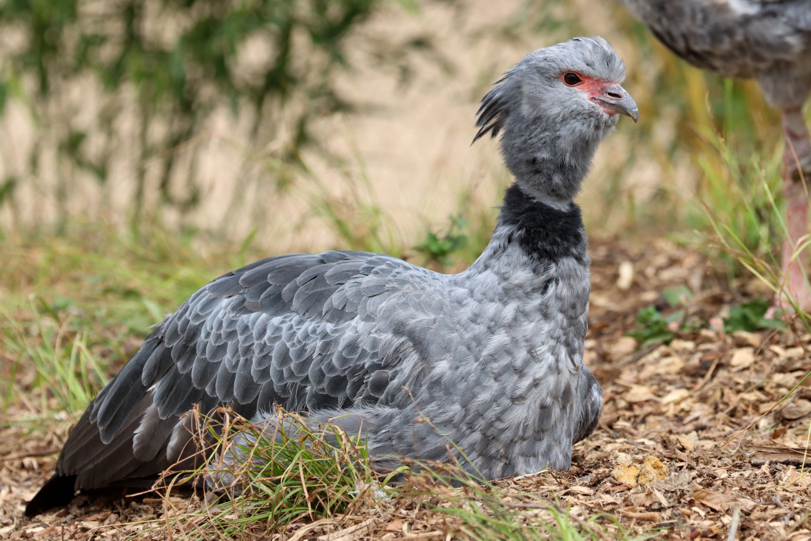Southern screamer (Chauna torquata)