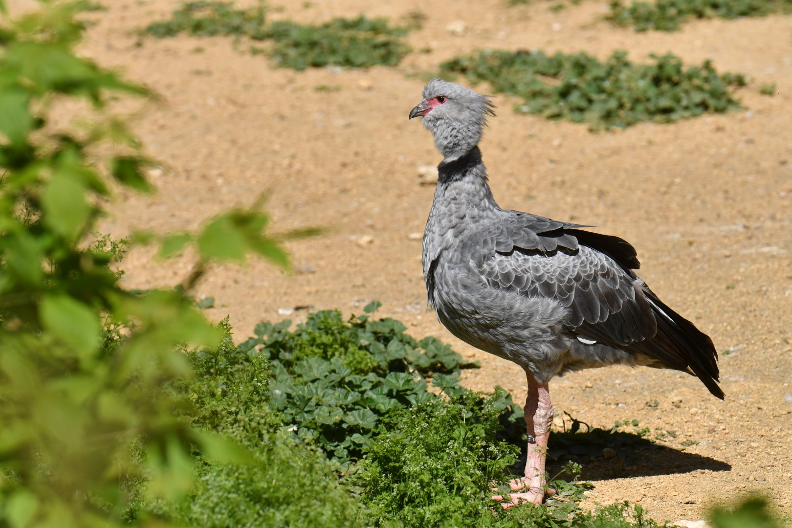 Southern Screamer (Chauna torquata)
