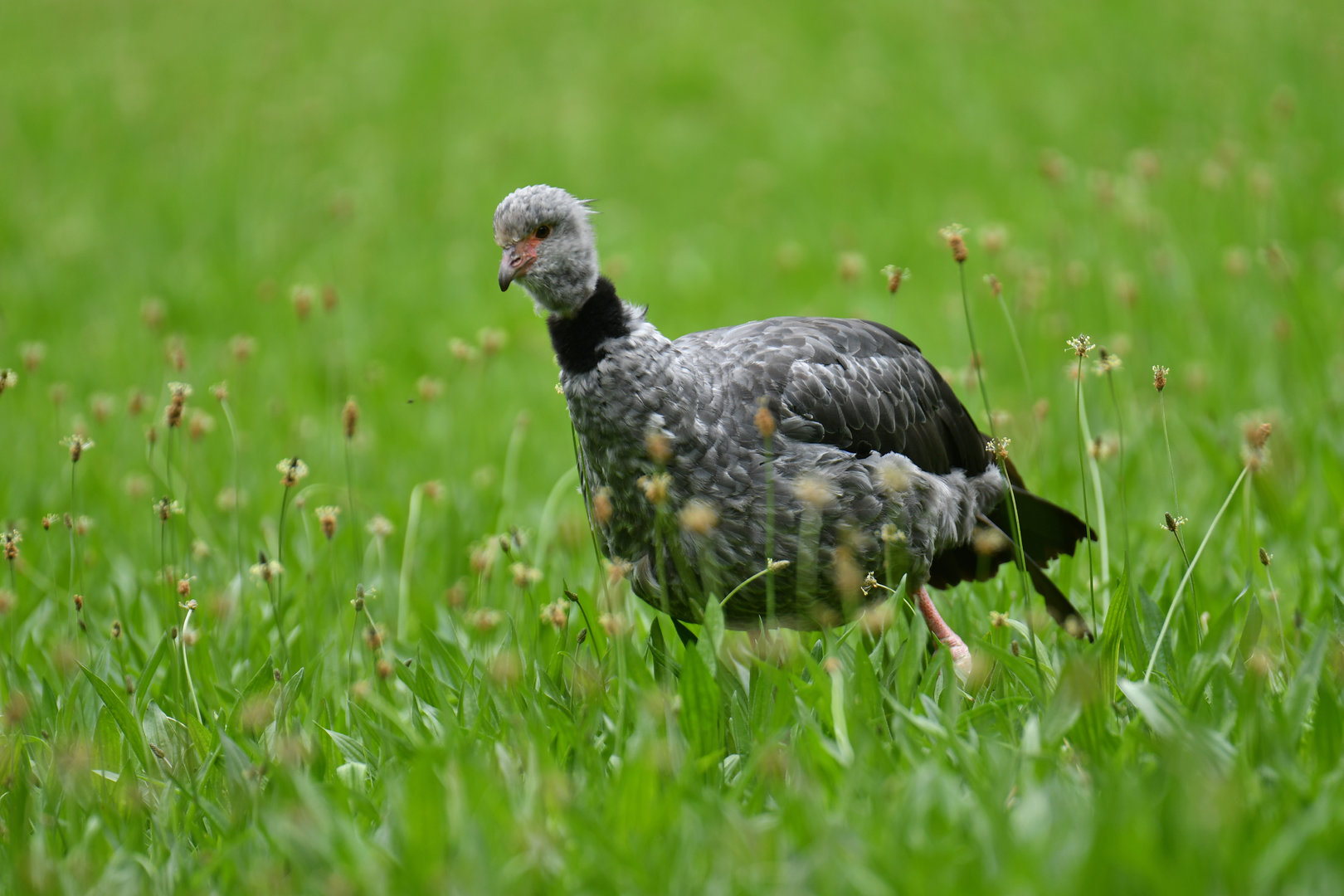 Southern Screamer Chauna torquata