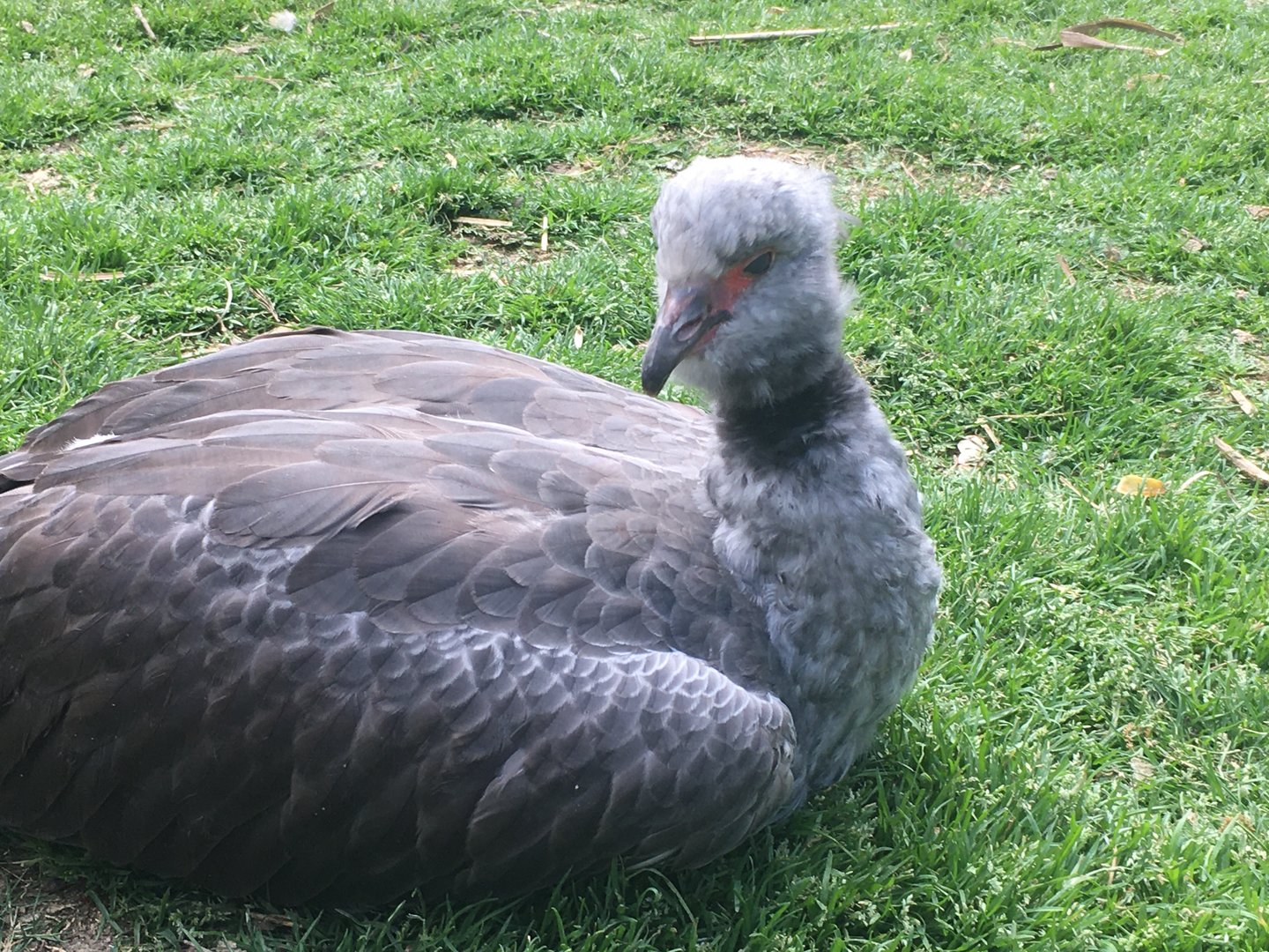Southern Screamer (Chauna torquata)