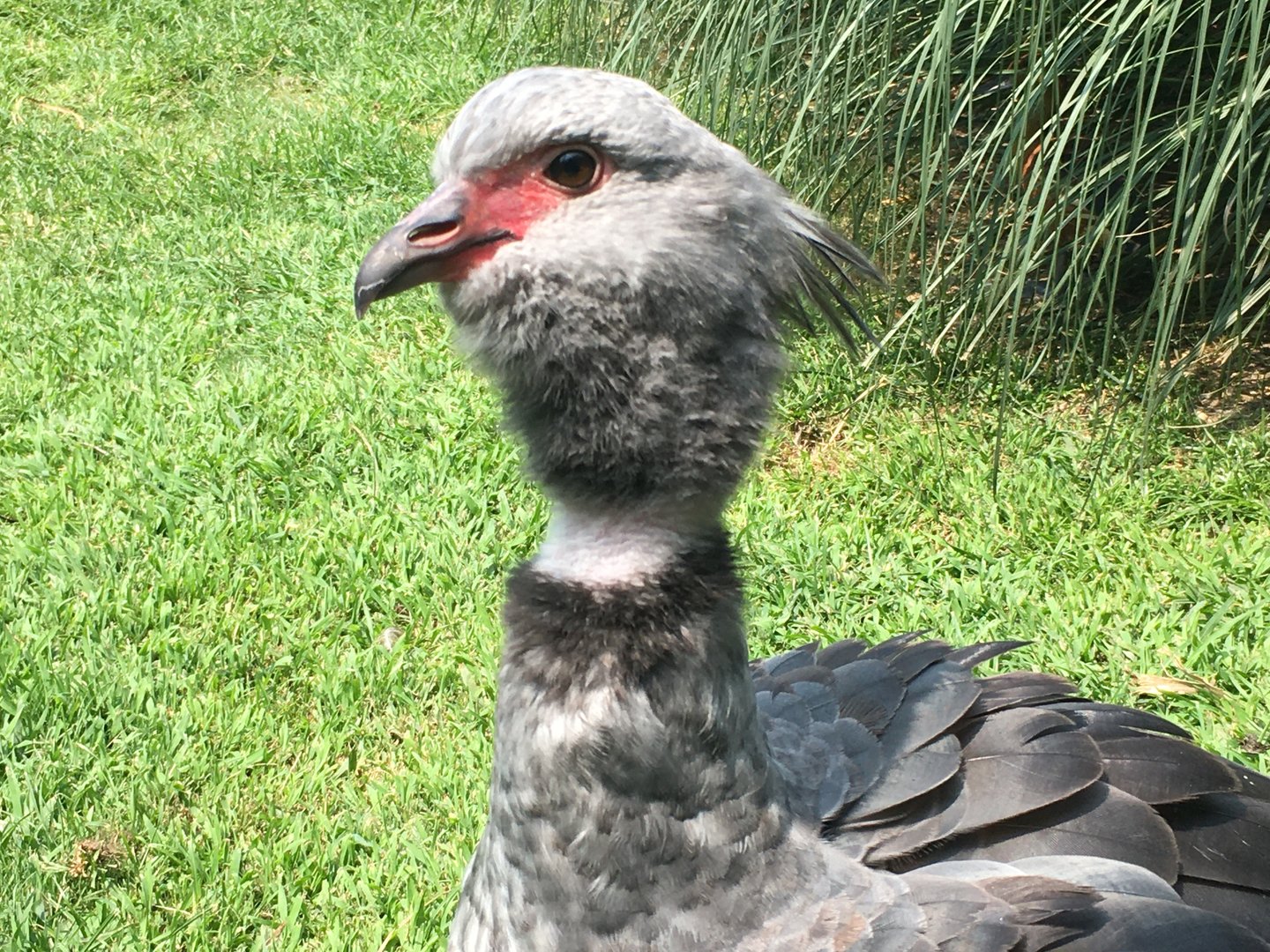 Southern Screamer (Chauna torquata)