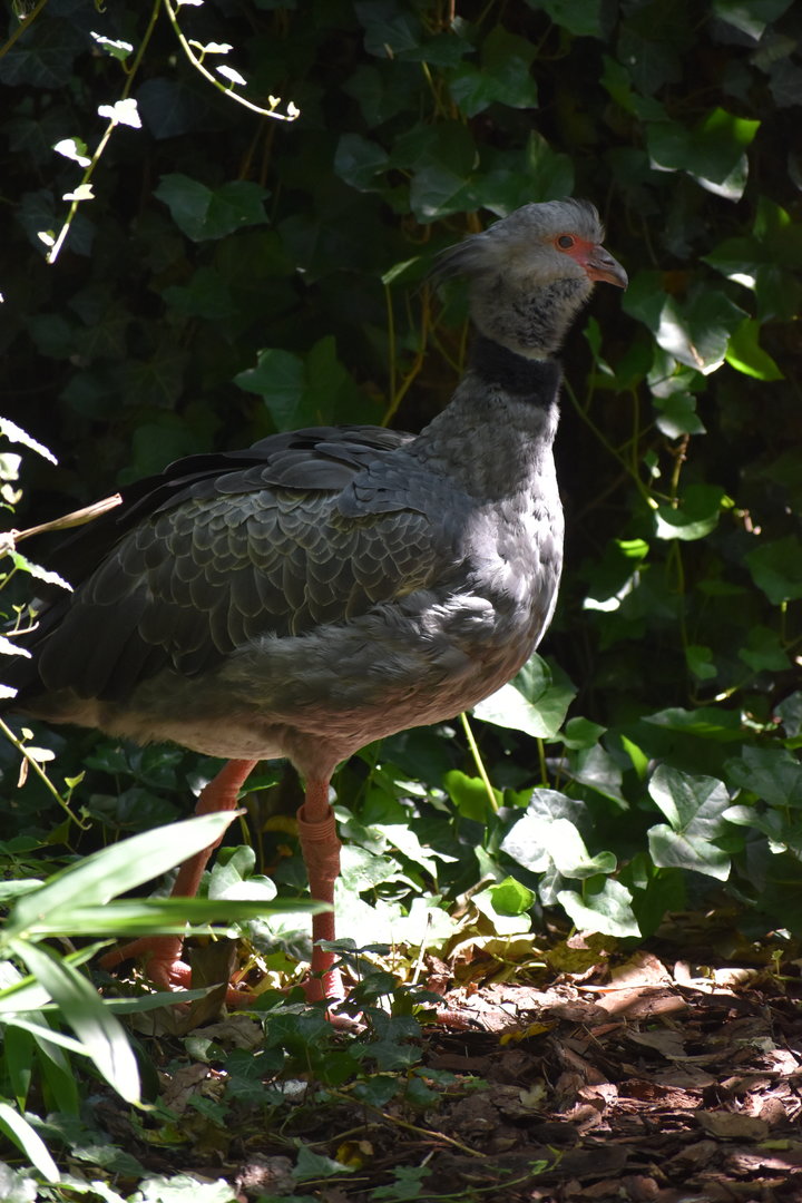 Southern Screamer - Chauna torquata