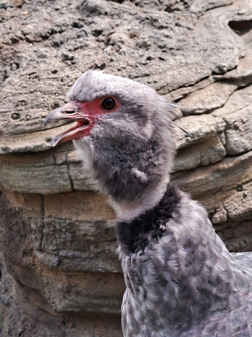 Southern Screamer(Chauna torquata)