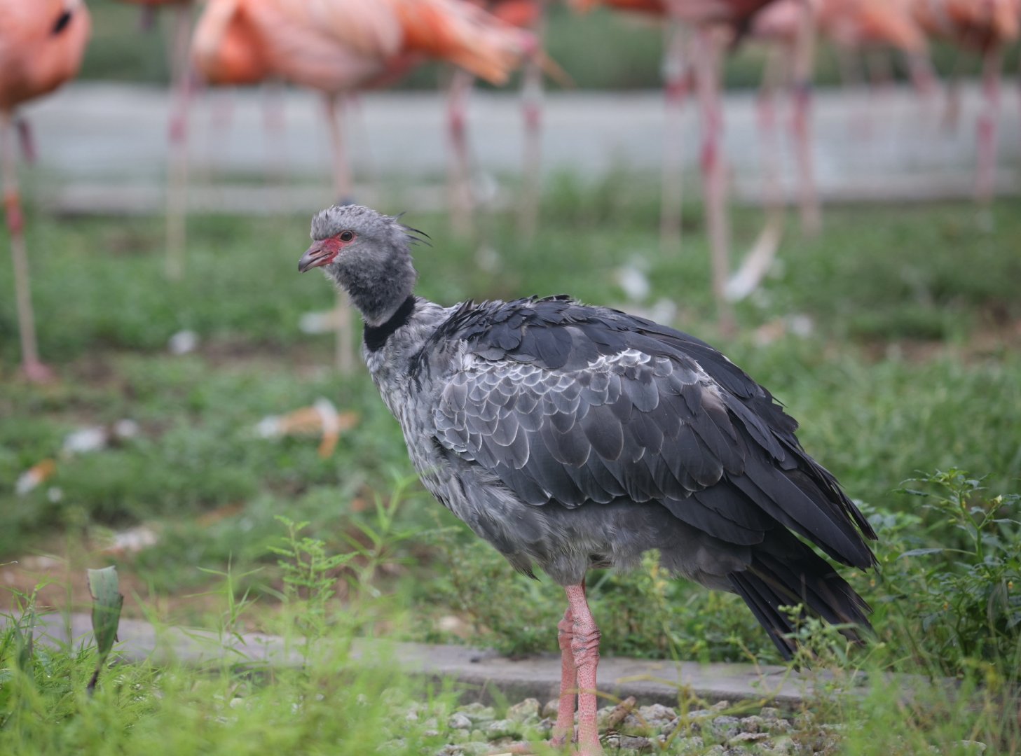 Southern Screamer (Chauna torquata)