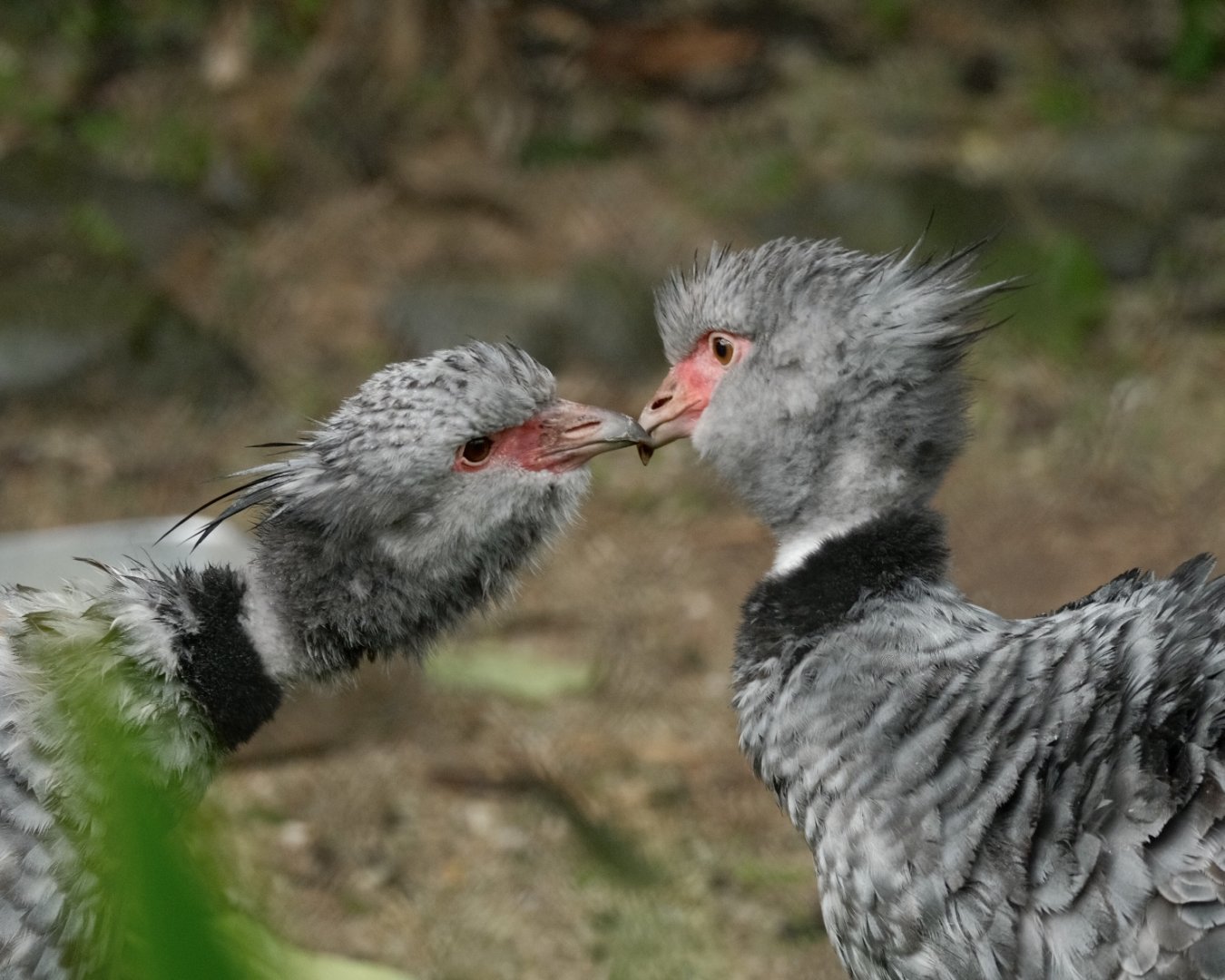 Southern Screamer (Chauna torquata)