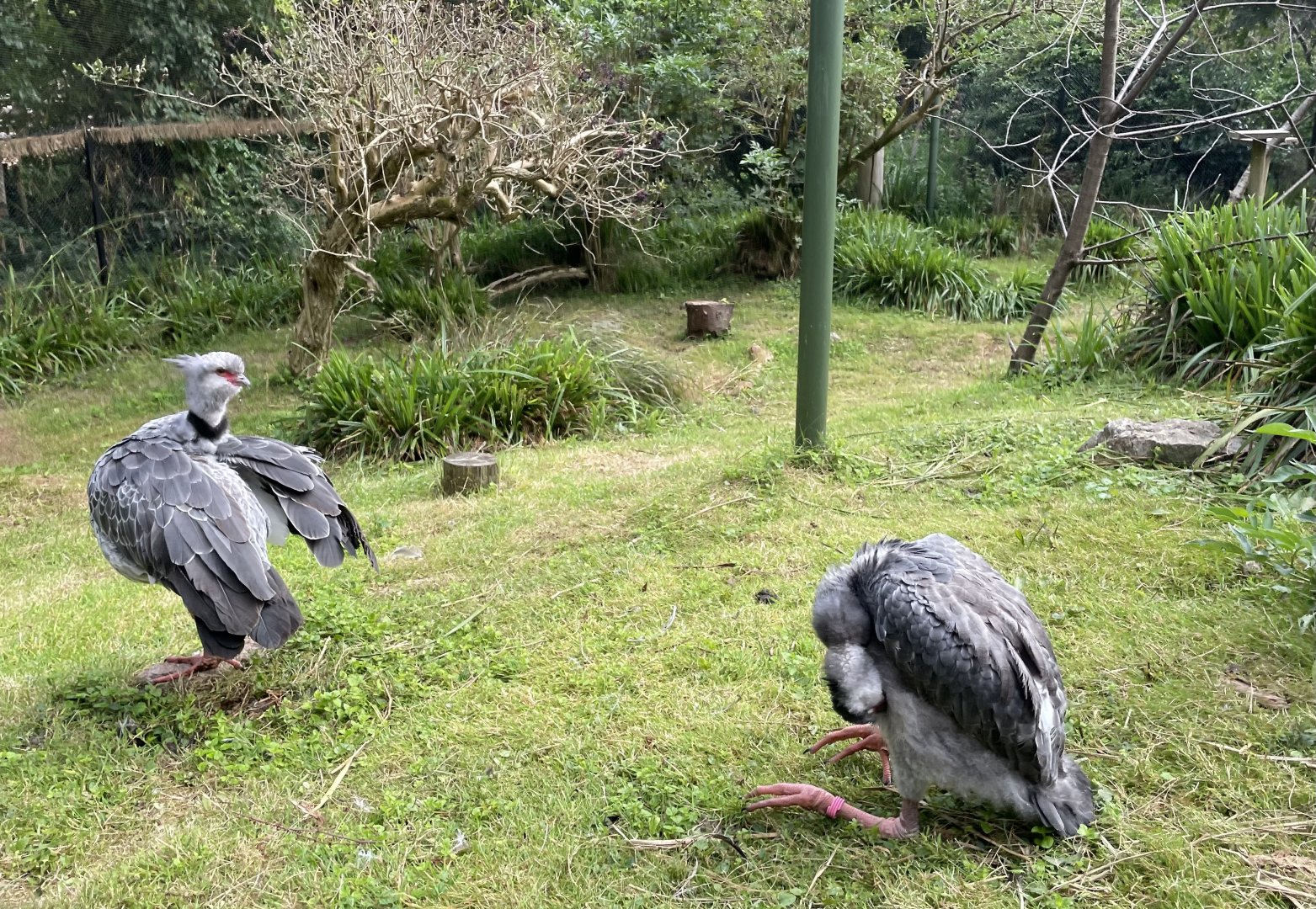 Southern Screamer (Chauna torquata)