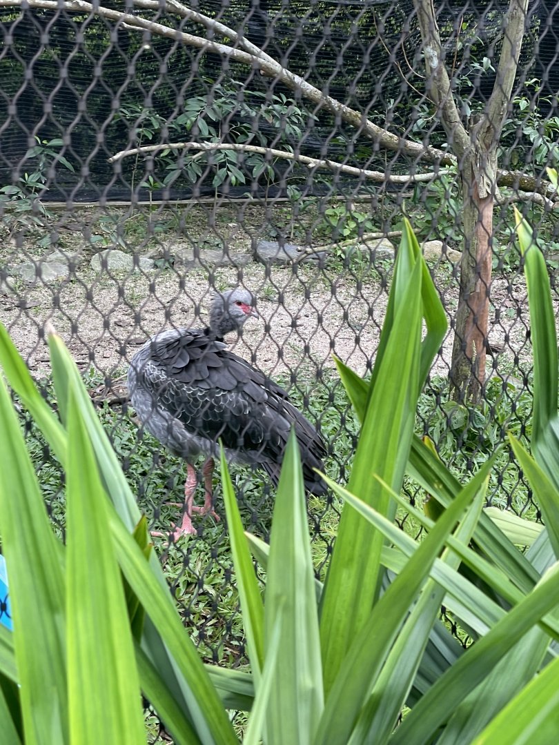 Southern Screamer (Chauna torquata)