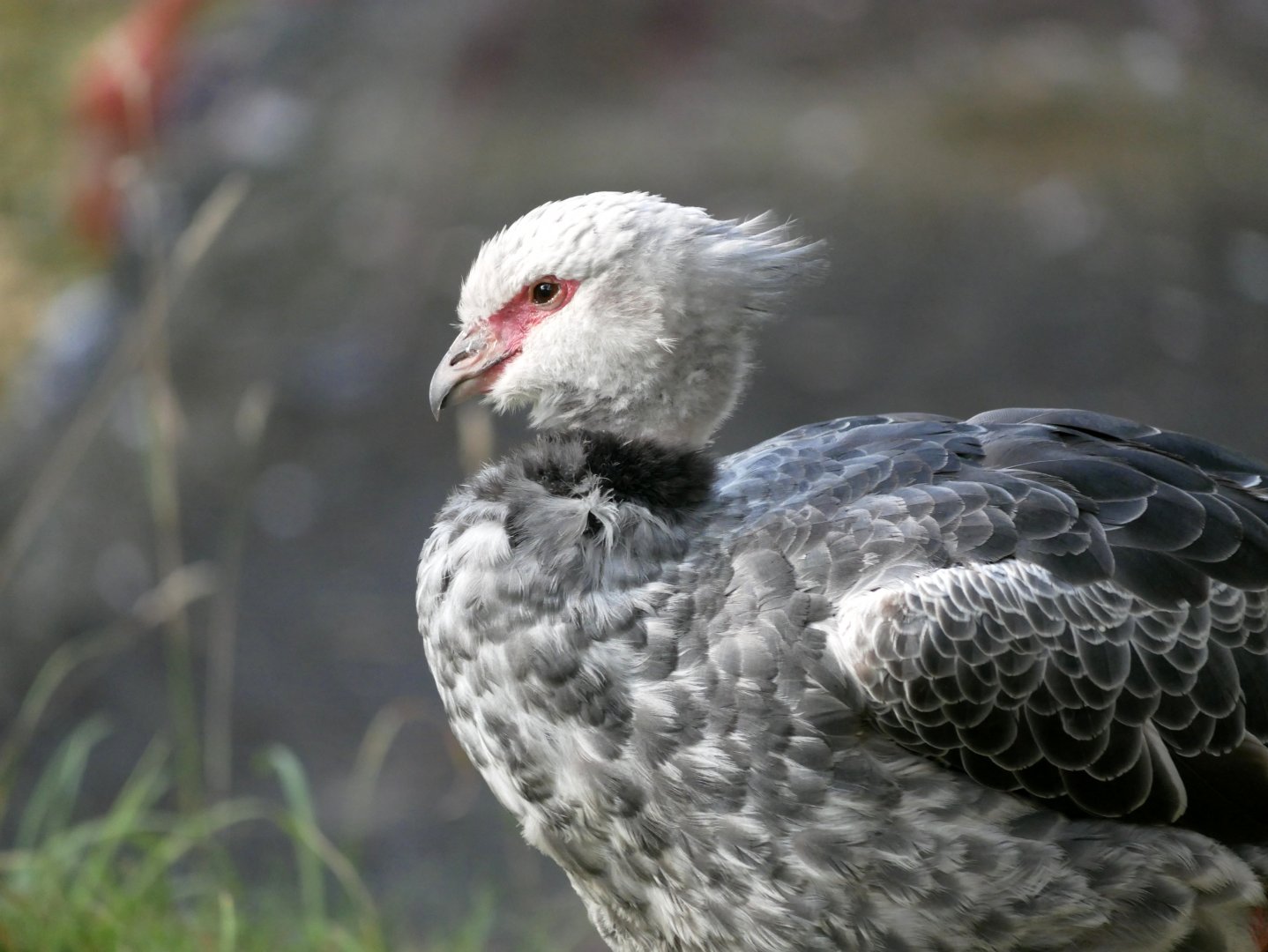 Southern screamer (Chauna torquata)