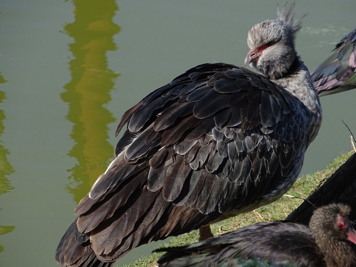 Southern screamer (Chauna torquata)