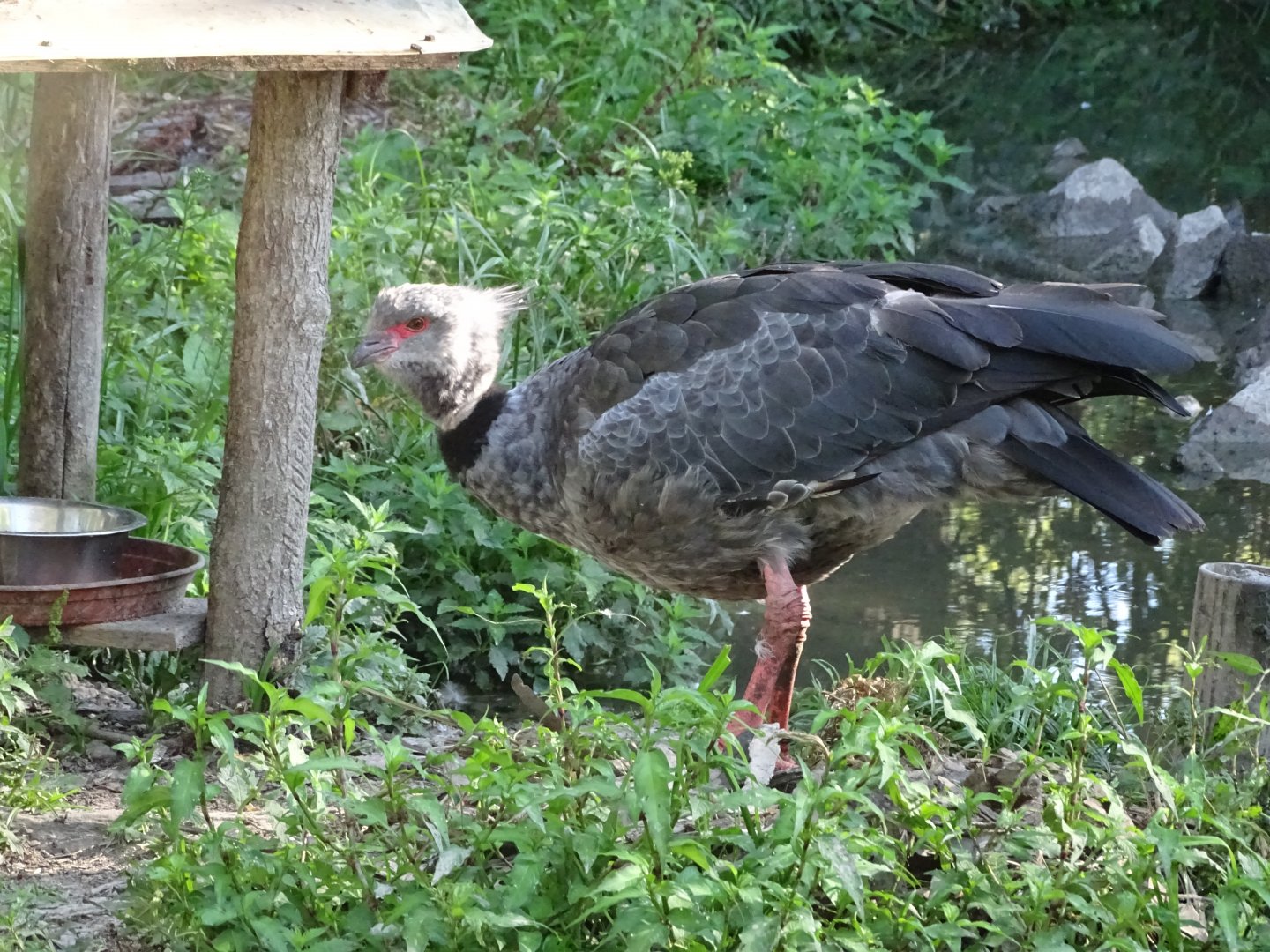 Southern screamer (Chauna torquata)