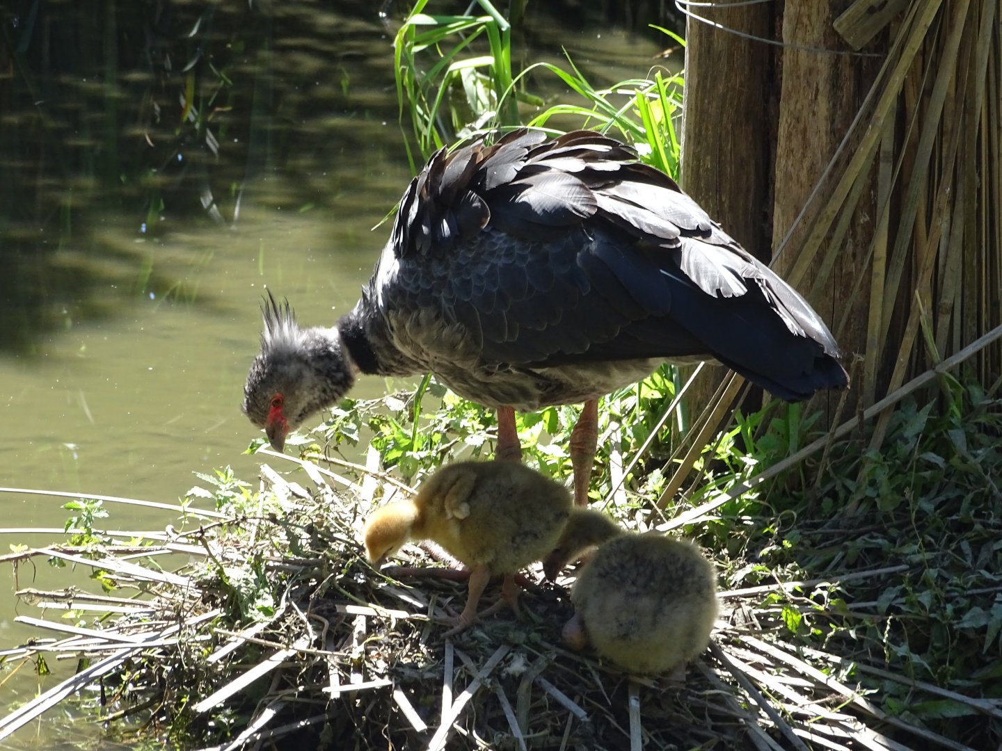 Southern screamer (Chauna torquata)