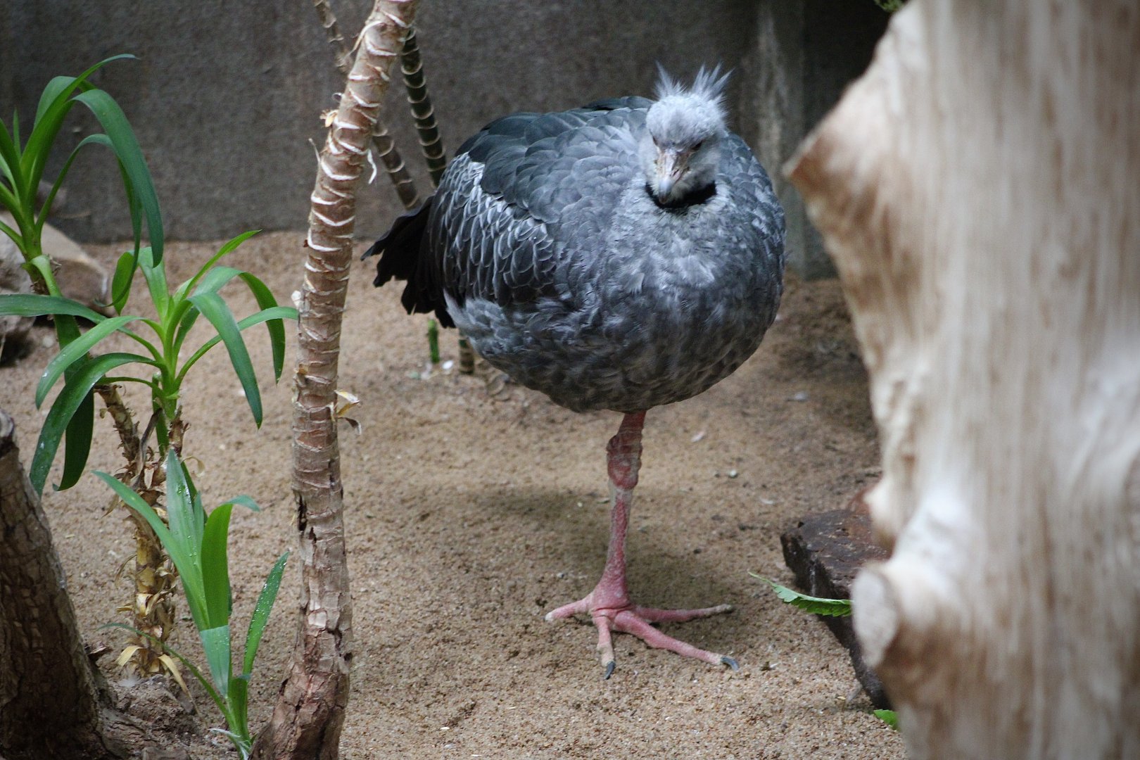 Southern Screamer (Chauna torquata)