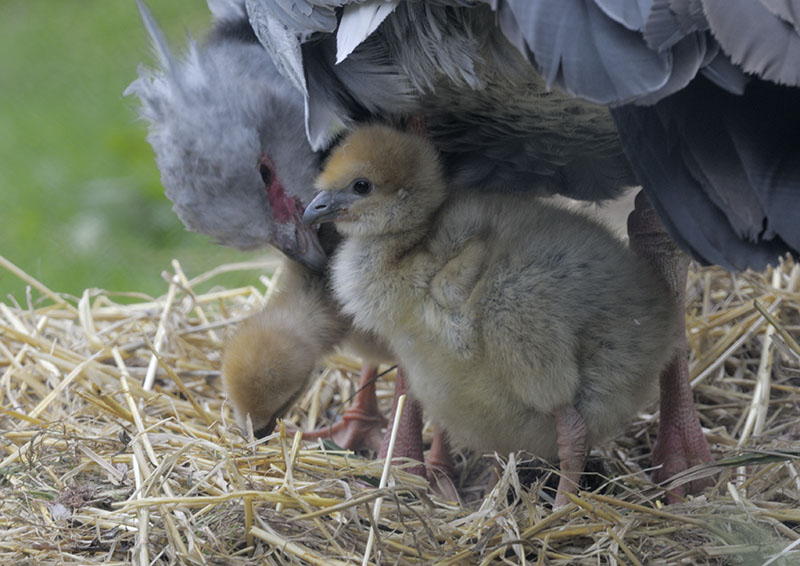 Southern screamer chicks