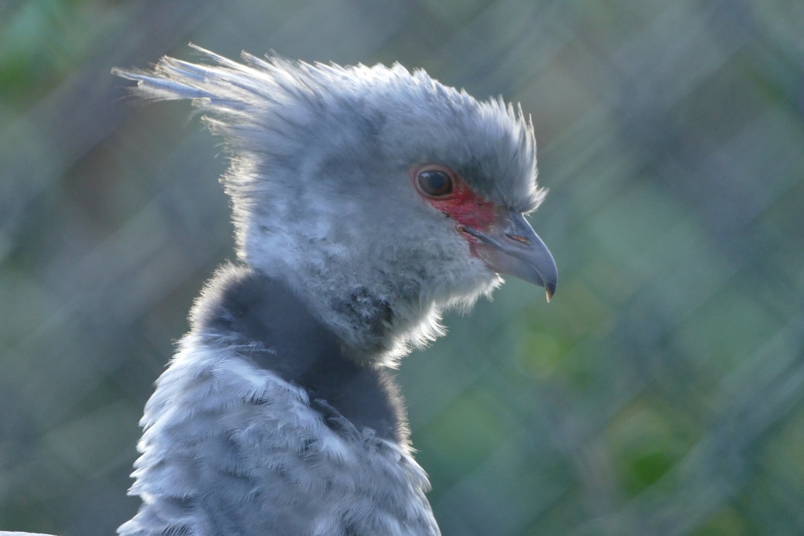Southern screamer, December 2018