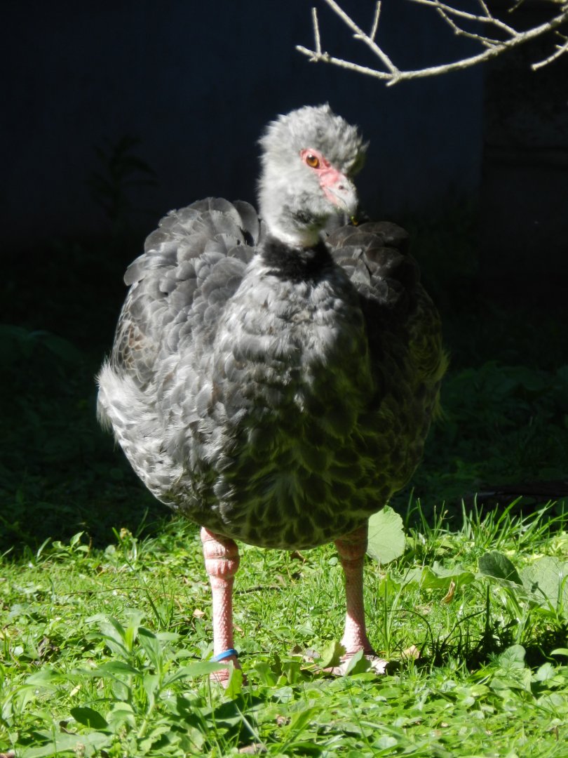 Southern screamer - Ecoparque BA