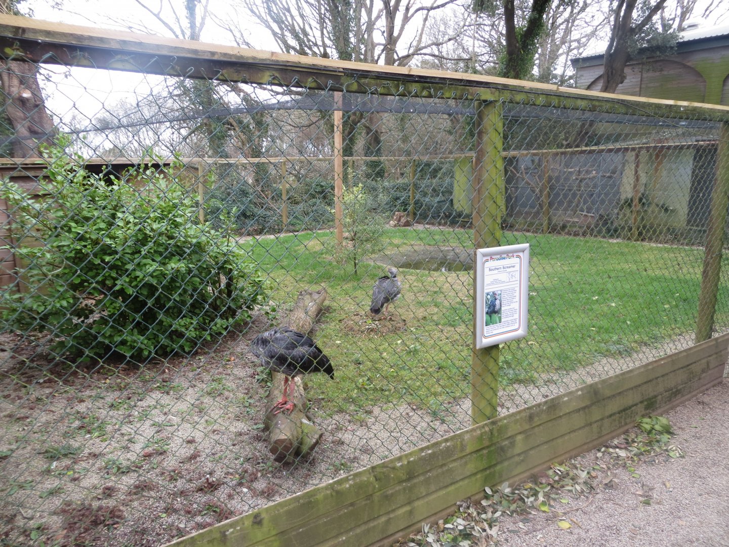 Southern screamer enclosure 190219