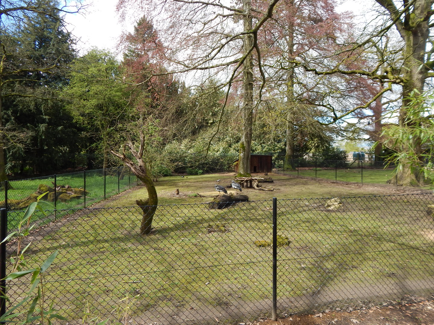 Southern screamer enclosure 280423