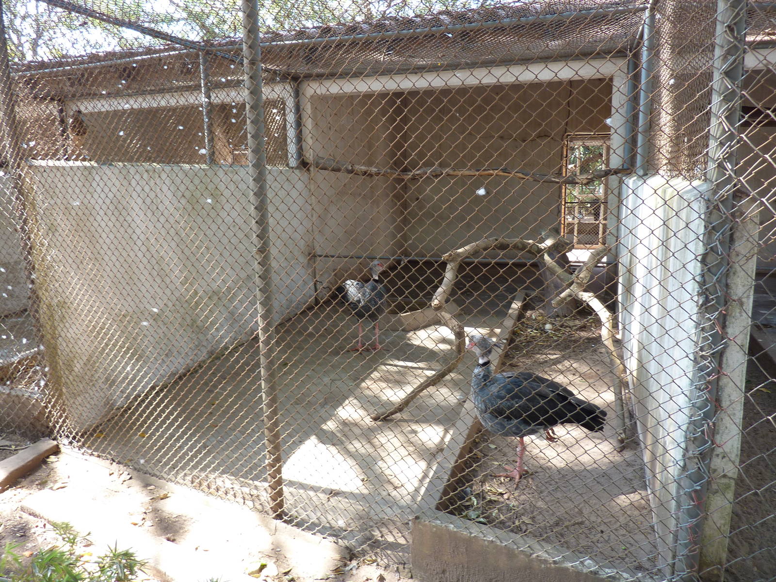 Southern screamer enclosure