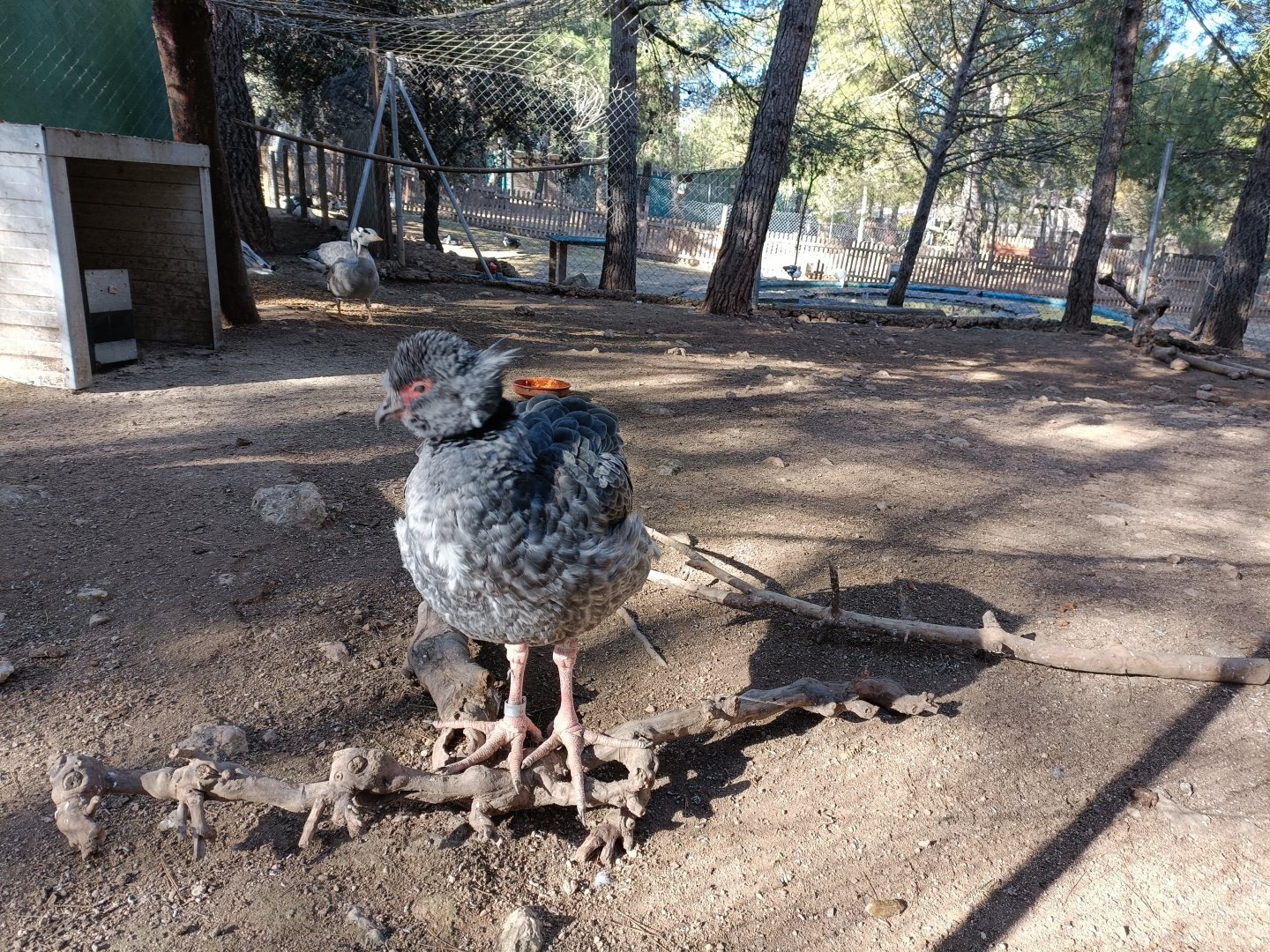Southern screamer exhibit - Bioparque La Rocha