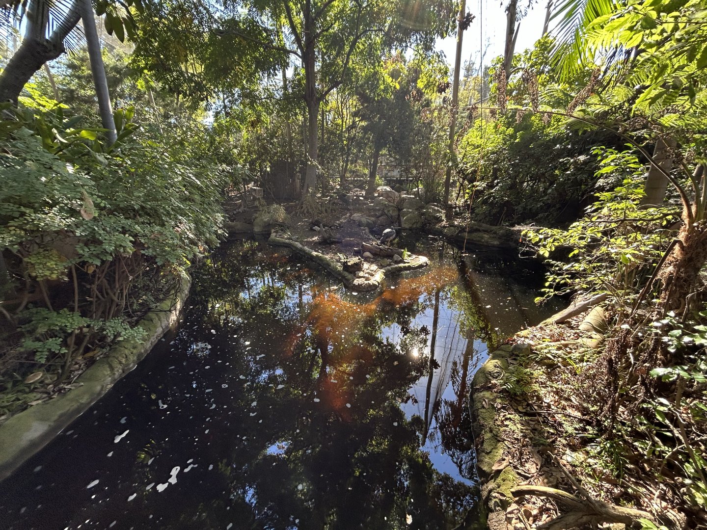 Southern Screamer Exhibit