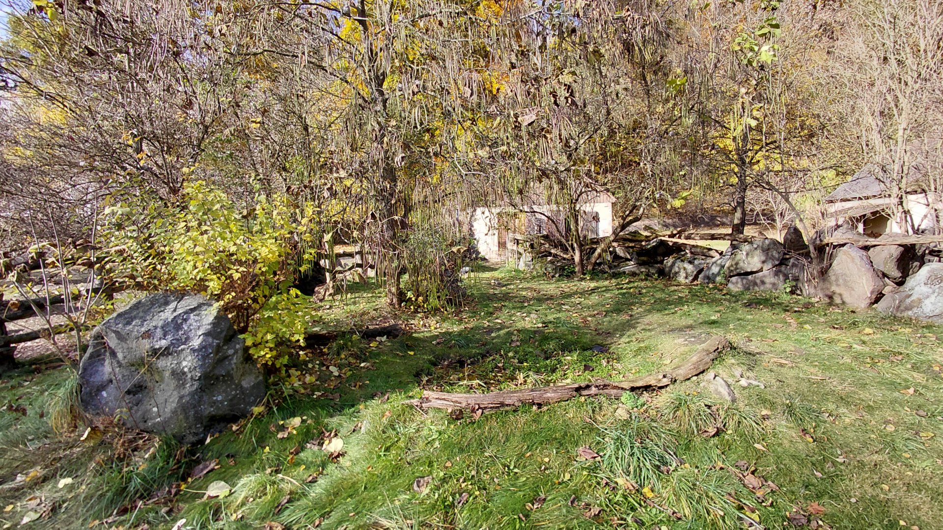 Southern screamer exhibit