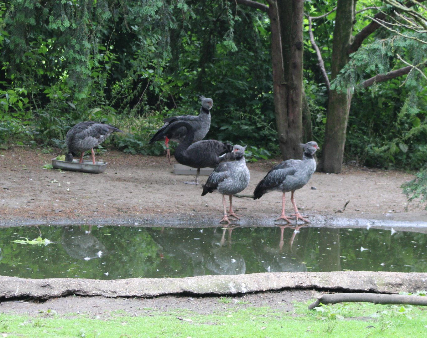 Southern screamer-family