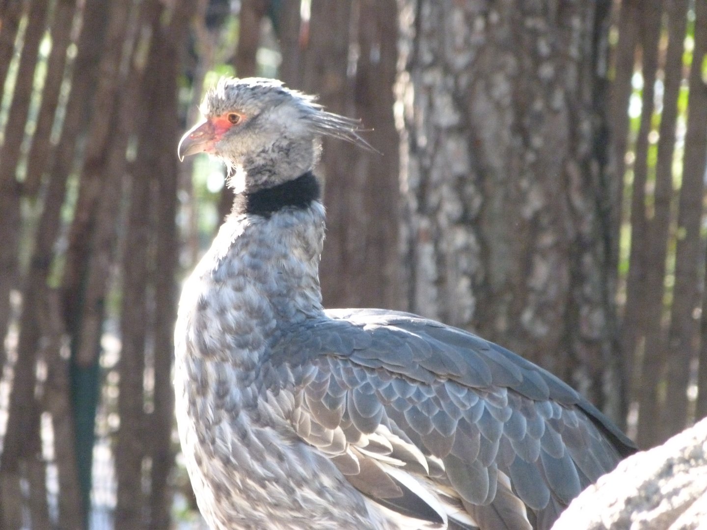 Southern screamer -Faunia (2025)