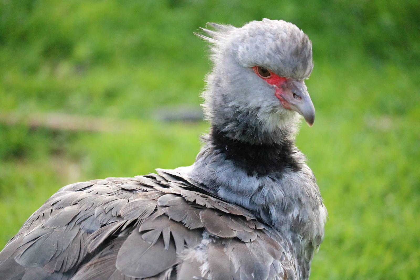 Southern screamer, February 2016