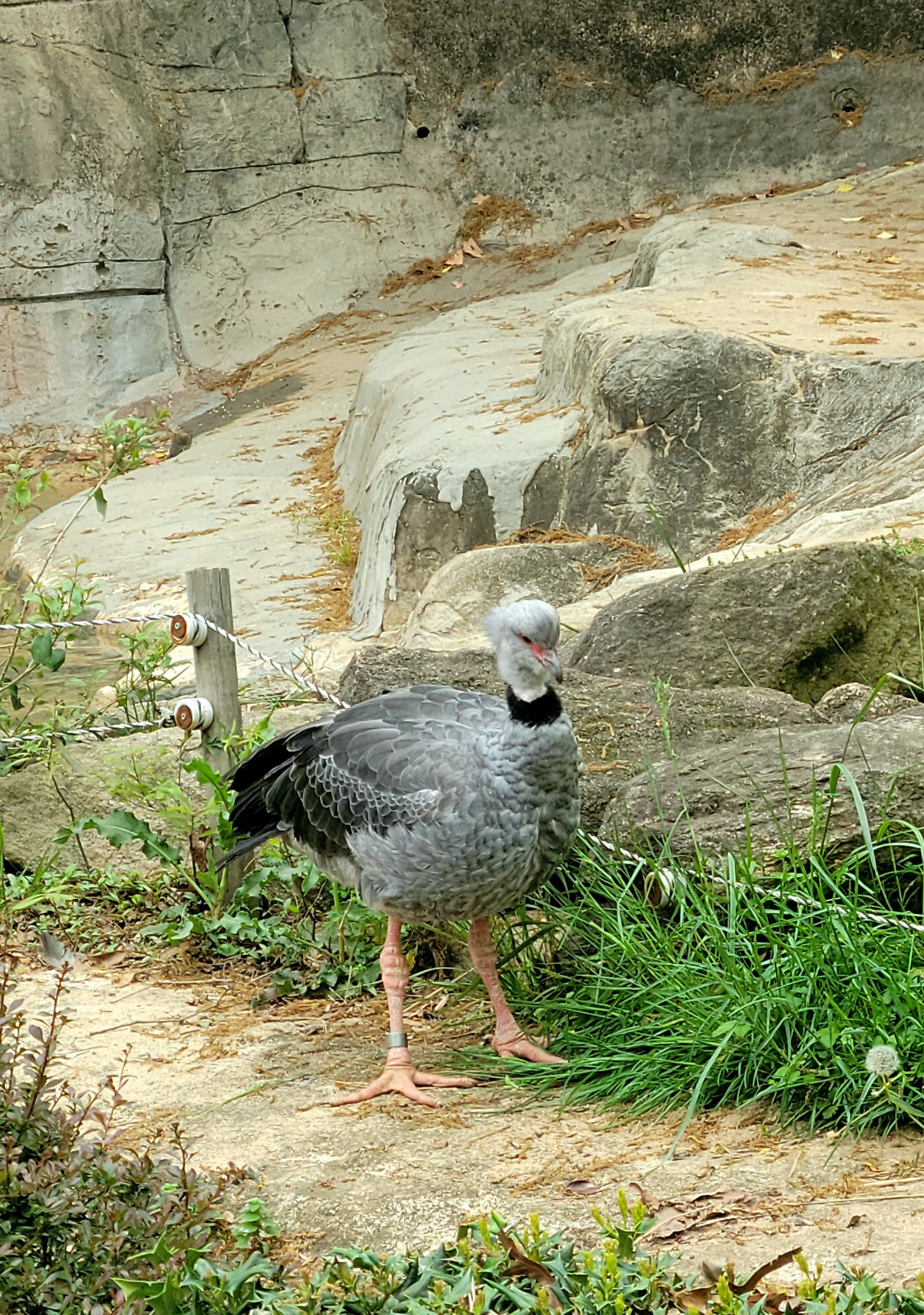 Southern Screamer-Greenville Zoo-April 2025